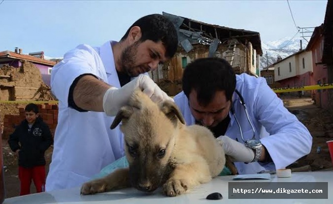 Malatya'da gönüllü veterinerler depremden etkilenen hayvanları tedavi etti
