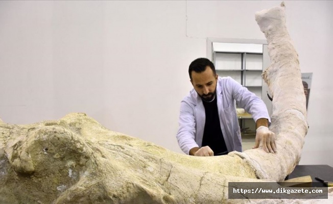 7,5 milyon yıllık fosiller ince işçilikle sergiye hazırlanıyor
