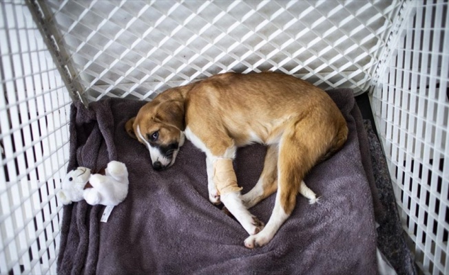 Okullu köpek 'Fındık' gençlik hastalığına yakalandı