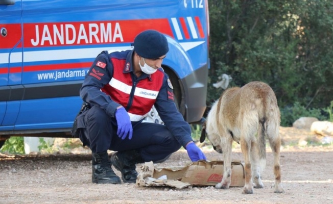 Antalya'da sokağa çıkma yasağı boyunca sokak hayvanları unutulmadı