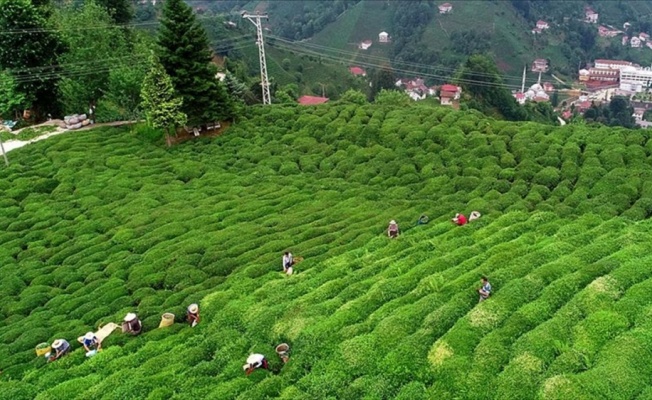 Çay ihracatı yüzde 51 arttı