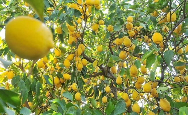 Limon ihracatı ön izne bağlandı