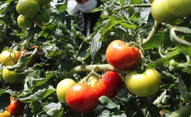 'Türkiye'nin yaş sebze meyve üssü'nde üreticiler yoğun mesaide