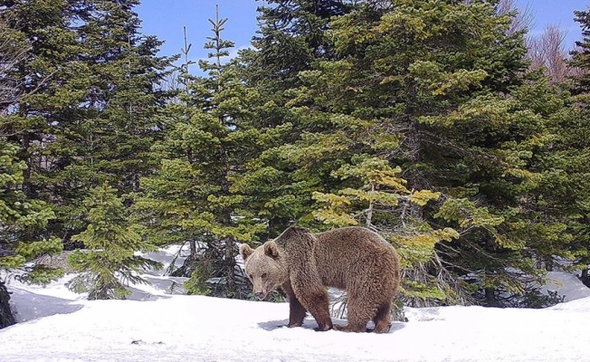 Uludağ Milli Parkı'nda yaban hayatı fotokapanla görüntülendi