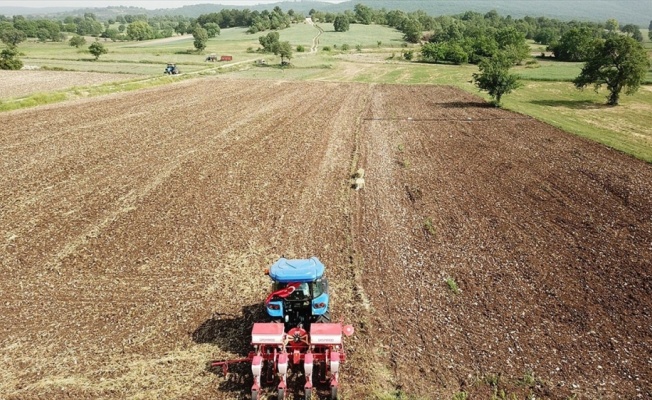 Yerli ve milli mısır tohumu yeniden toprakla buluştu