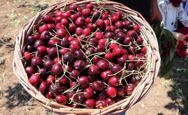 Yurt dışındaki alıcı çiftçiye doğrudan ulaşacak