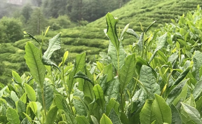 ÇAYKUR 203 bin ton yaş çay alımı gerçekleştirdi