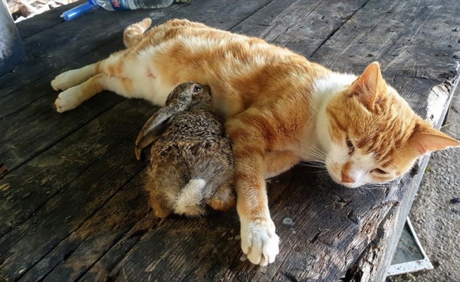 Kedi tavşan yavrusuna annelik yapıyor