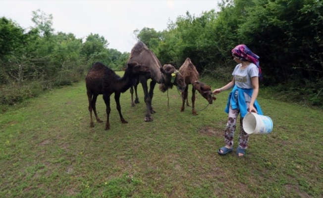 Liseli Selvi pandemi sürecini develeriyle ilgilenerek geçiriyor