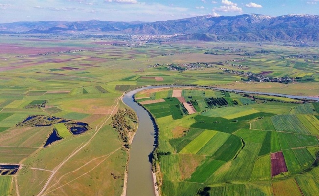 Muş Ovası'ndan ekonomiye 'tatlı' katkı