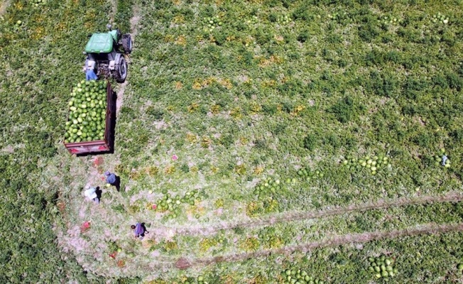 Bafra Ovası&#039;nda üretilen karpuz tarladayken alıcı buluyor