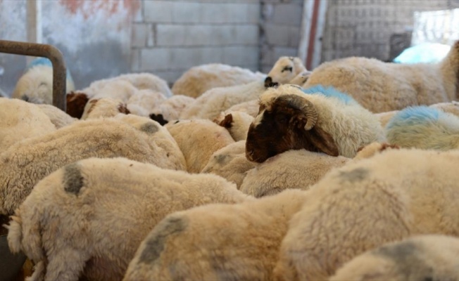 Güneydoğu'dan batı illerine kurbanlık sevkiyatı başladı