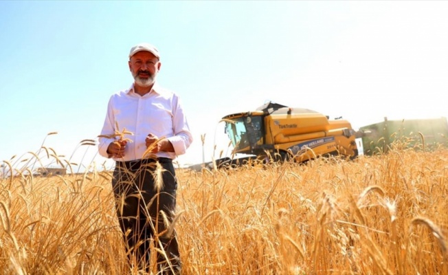Kayseri&#039;de 10 bin yıllık siyez buğdayının hasadı yapıldı