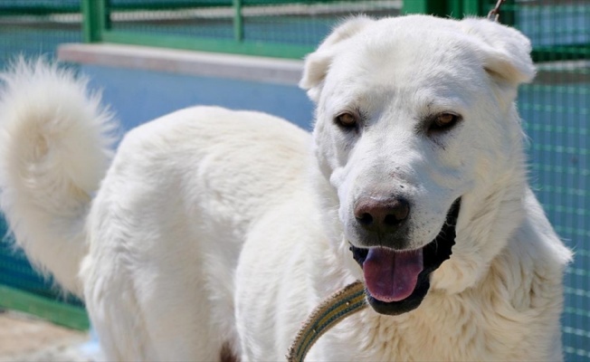 'En iyi sürü bekçi köpeği' modern tesiste yetiştirilecek