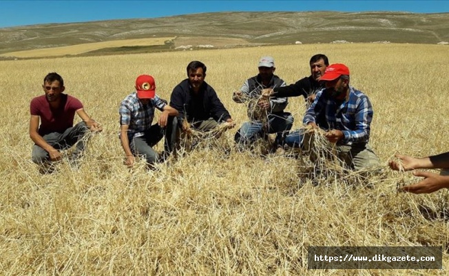 Sivas'ta etkili olan dolu 10 bin dekar tarım arazisine zarar verdi