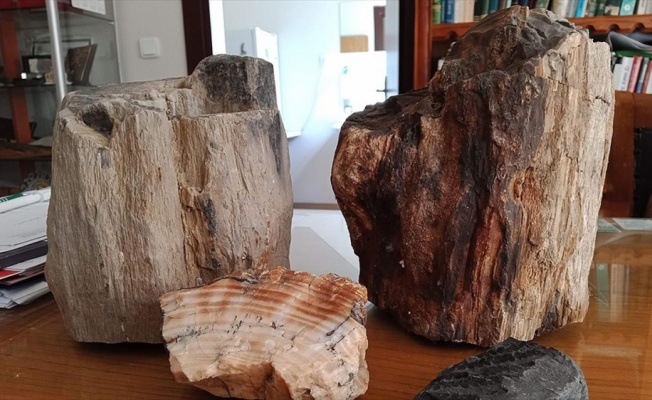 Türkiye'deki fosil ağaç kalıntıları 160 milyon yıllık