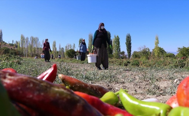 Komşu 14 girişimci kadının üretim başarısı