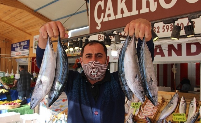 Marmara'da palamut bolluğu