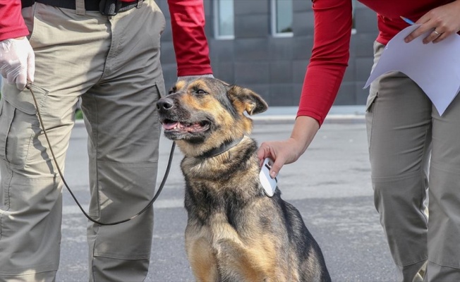 Patlayıcı madde tespit köpekleri sınavla belirleniyor