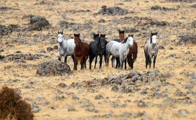 Tunceli'de yılkı atları bozkırlara renk katıyor