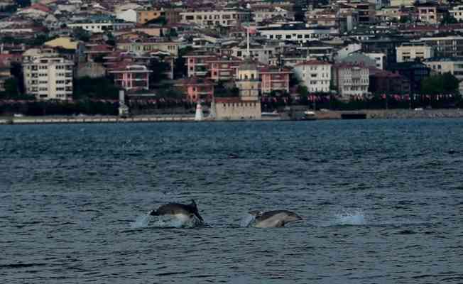 'Hamsinin azalmasının nedeni yunuslar değil insan kaynaklarıdır'