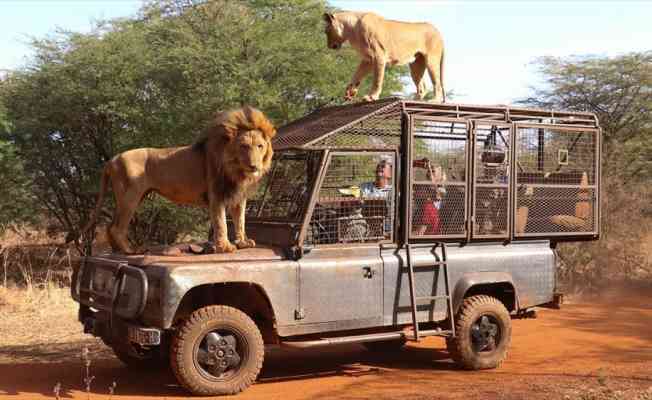 Senegal'deki doğal yaşam parkının ziyaretçileri aslanları yakından görebilmek için 'kafese' giriyor
