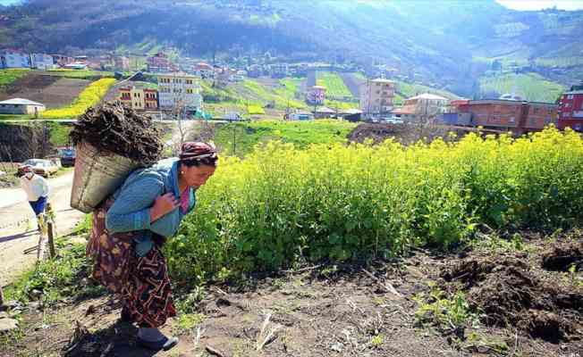 Doğu Karadeniz&#039;de çiftçiler, ilkbaharın gelmesiyle tarlalarında temizliğe başladı