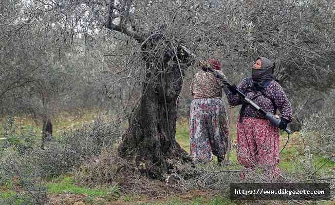 Kaz Dağı eteklerindeki zeytin ağaçlarına kadın eli değiyor