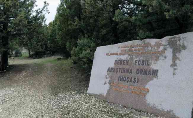 Türkiye'nin ilk 'fosil ormanının' UNESCO Dünya Miras Listesi'ne alınması için çalışma başlatıldı