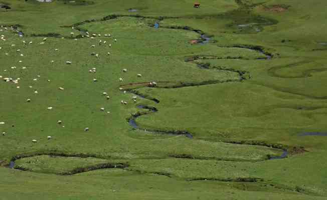 Karadeniz'in menderesleriyle ünlü Perşembe Yaylası doğaseverleri ağırlıyor