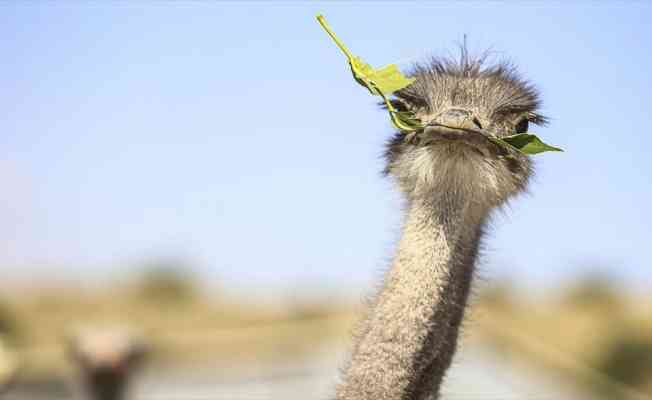 Kırşehir'deki çiftliğinde deve kuşu yetiştiren Gedikarslan taleplere yetişmekte zorlanıyor