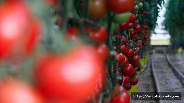 Dayanıklılığı ve lezzetiyle öne çıkan Söğüt domatesine talep artıyor