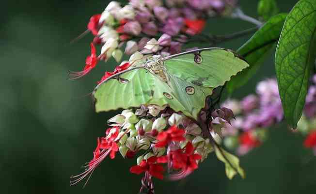 Konya'daki kelebek bahçesinin yeni üyesi, bir haftalık ömrünü beslenmeden tamamlıyor