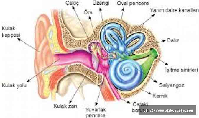 Salgında işitme sağlığı tedavisi ertelenmemeli