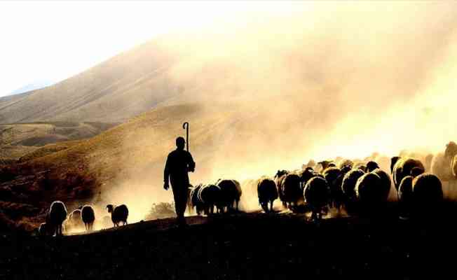 Tarımsal desteklerde gelecek yıl aslan payı hayvancılığın