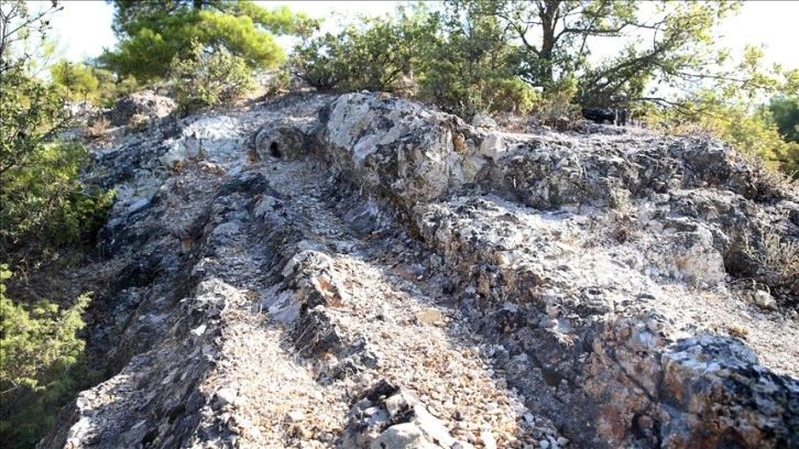 21 milyon yıllık ağaç fosilleri, kazı çalışması sonrası ziyarete açılacak