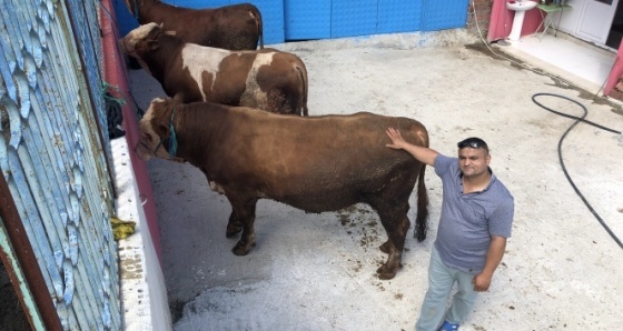 3 tonluk kurbanlık boğa araba fiyatına satışta