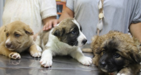 3 yavru köpeğe işkence yapan askere soruşturma