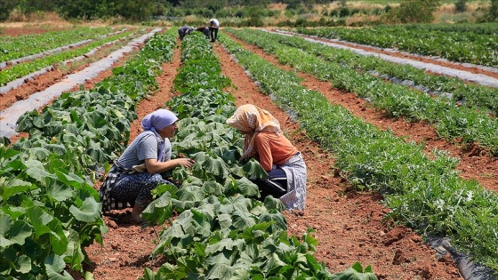 30 yıl önce 'uyutulan' tohumlar toprakla buluştu