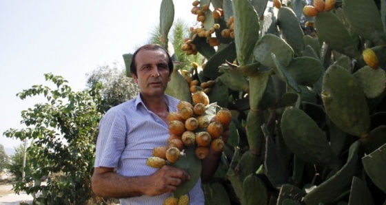 300 yıllık geçmişi olan meyve her derde deva