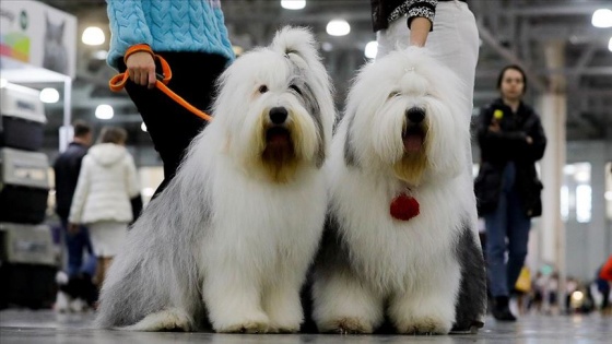 34 ülkeden 9 binden fazla köpek fuarda yarıştı