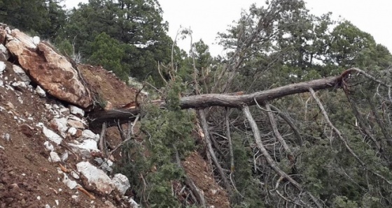40 ardıç ağacına zarar veren maden şirketine ceza
