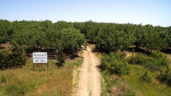 '5 bin köye 5 bin gelir getirici orman'