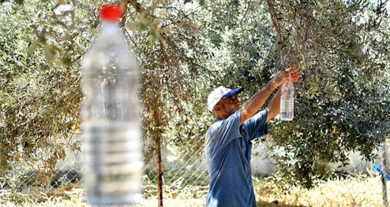 50 bin zeytin ağacı kurtuldu