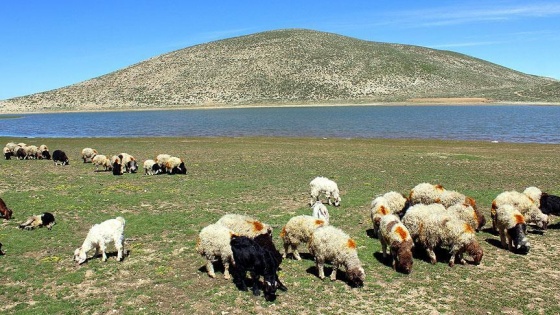 60 bin küçükbaş hayvan suya kavuştu