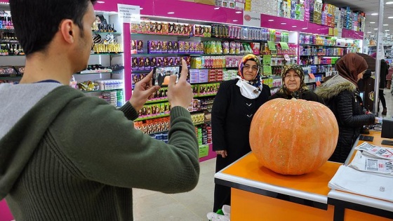 60 kilogram ağırlığında bal kabakları AVM'de sergileniyor