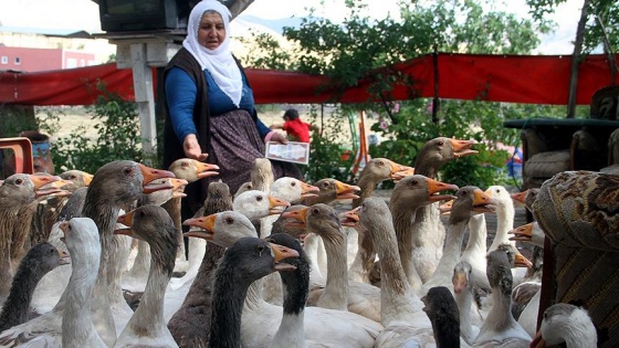 63 yaşında kaz yetiştiriciliğine başladı