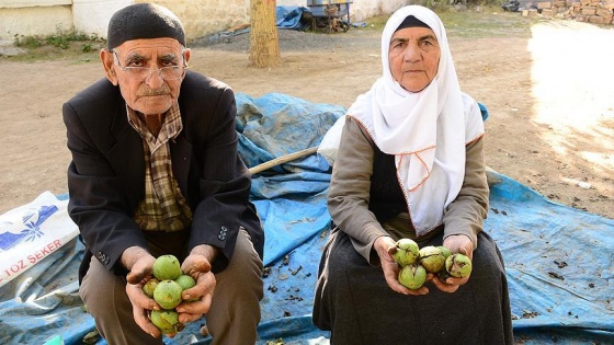 9 çocuğu 'ceviz' ile okuttular