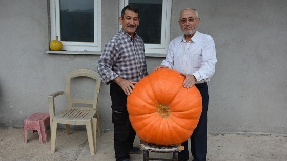 90 kilogramlık bal kabağı yetiştirdi