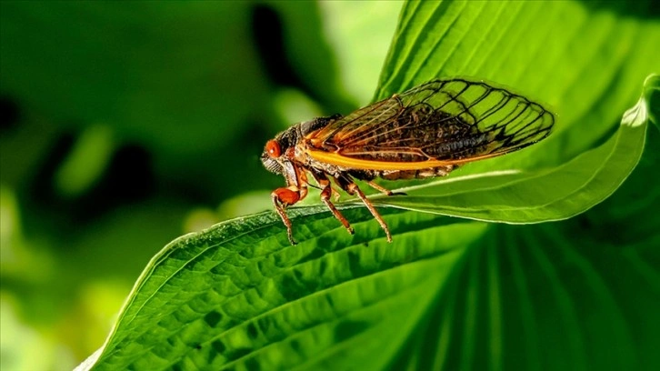 ABD, 221 yılda bir gerçekleşen "periyodik ağustos böceği" istilasıyla karşı karşıya